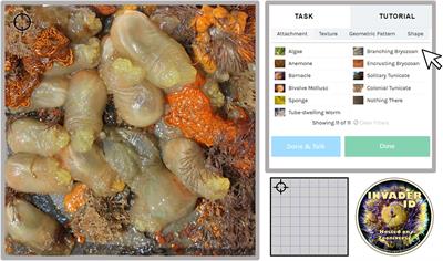 Engaging Online Citizen Scientists and the Consensus Method to Monitor the Marine Biofouling Community